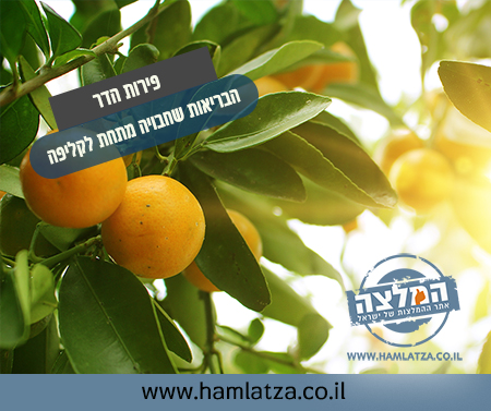 פירות הדר &ndash; הבריאות שחבויה מתחת לקליפה