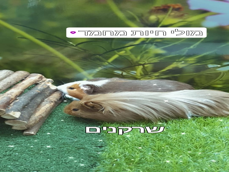 טיפול בעזרת בעלי חיים