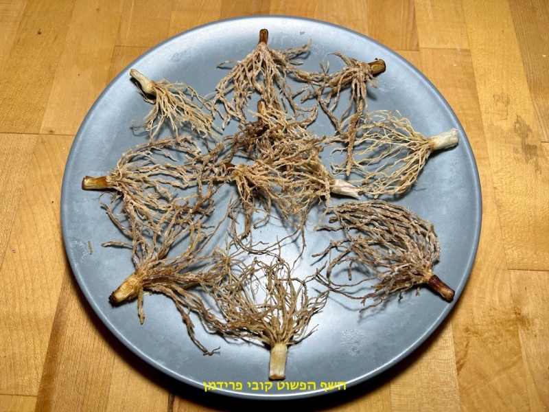 שערות ציפס ראש בצל(שורשים)לנשנוש וקישוט טבעוני