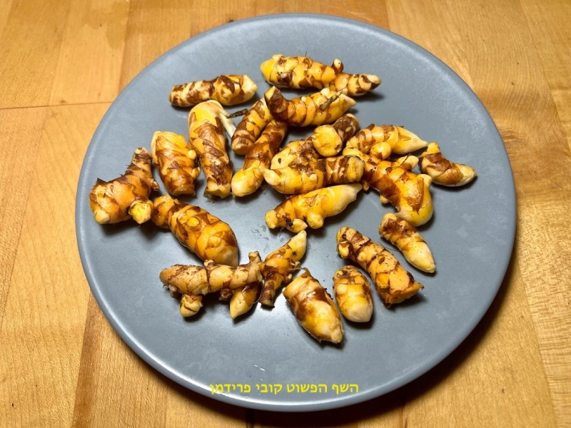 גידול כורכום באדנית ביתית אורגני