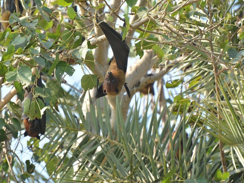 האם מערכות אלקטרוניות להרחקת יונים ועטלפים באמת עובדות? מה חשוב לדעת לפני שמתקינים