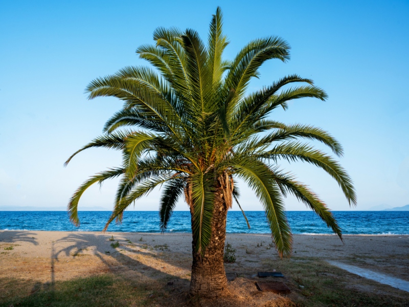 כל מה שצריך לדעת על עצי דקל בגינון הישראלי