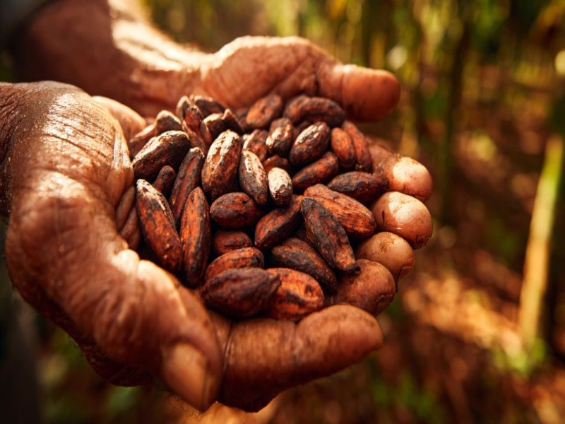 כשמחירי הקקאו עולים, מה האלטרנטיבה?