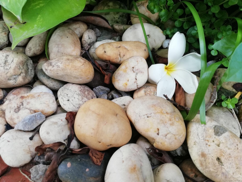 חלוקי נחל לגינה: המדריך המלא לעיצוב נוף מתקדם ב-2026