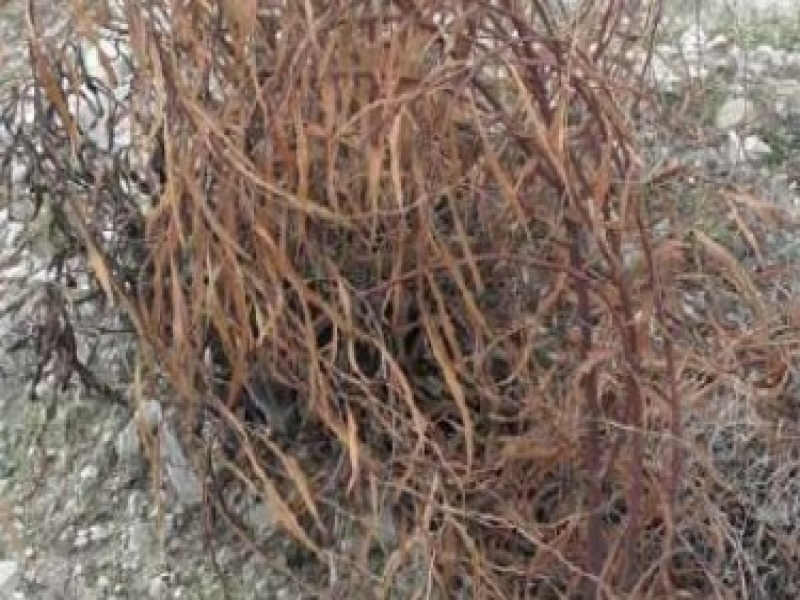 מתקני תשתיות נפט ואנרגיה בע"מ