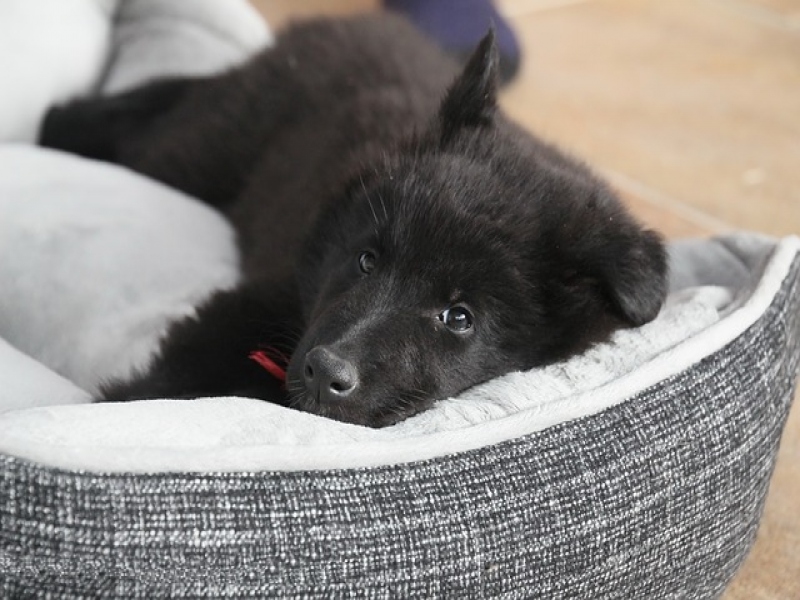 כיצד לבחור מיטה מתאימה ונעימה בחורף לכלב החדש שהבאתם הביתה?