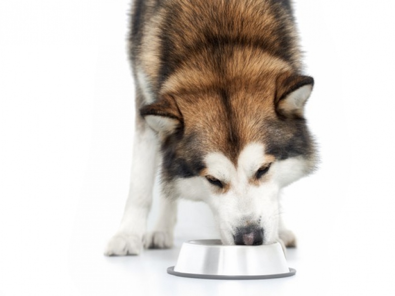 בחרו את השפעות התזונה על הכלב שלכם