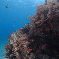 אקווה סטאר Aqua Star