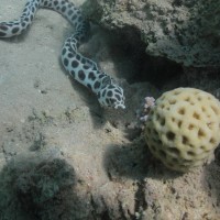 אקווה סטאר Aqua Star