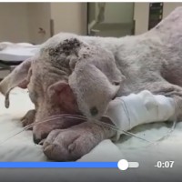 לפני - ככה שוש הגיע אלינו