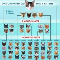 פירמידת קצב התרבות חתולים