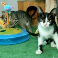 פנסיון לחיות מחמד