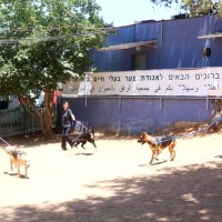 התנדבות עם בעלי חיים