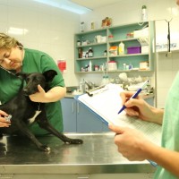 המרפאה הווטרינרית של האגודה