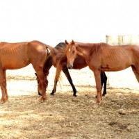 שיקום סוסים וחמורים
