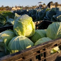 קניה ישירה מהחקלאים בחיפה
