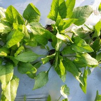 קניה ישירה מהחקלאים בחיפה