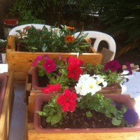 קניה ישירה מהחקלאים בחיפה