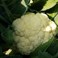 קניה ישירה מהחקלאים בחיפה