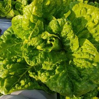 קניה ישירה מהחקלאים בחיפה