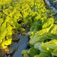 קניה ישירה מהחקלאים בחיפה