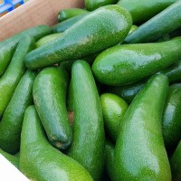 קניה ישירה מהחקלאים בחיפה