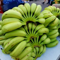 קניה ישירה מהחקלאים בחיפה