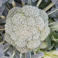 קניה ישירה מהחקלאים בחיפה