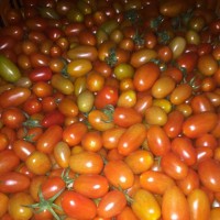 קניה ישירה מהחקלאים בחיפה