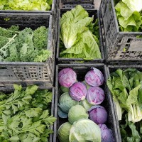 קניה ישירה מהחקלאים בחיפה