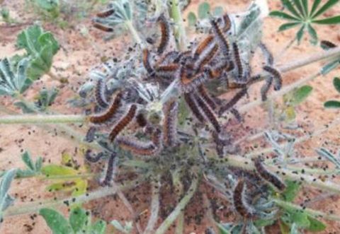 תהלוכן האורן תהלוכן האורן