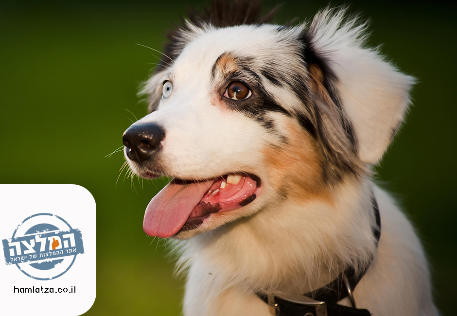 טיפים לאילוף כלבים באופן עצמאי בבית