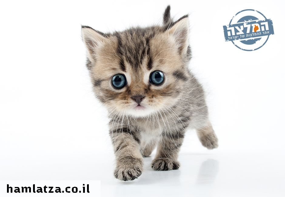 בחירת אוכל לחתולים