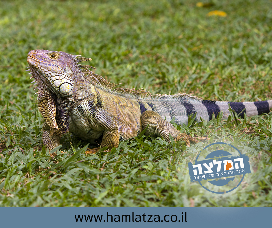 טיפים לגידול איגואנה