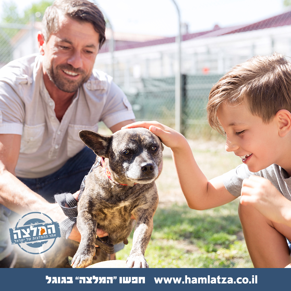 יתרונות אימוץ כלב