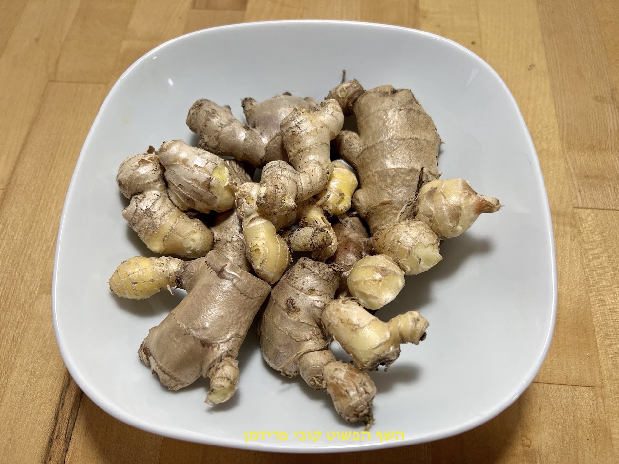 גידול גינגר בעציצים בבית