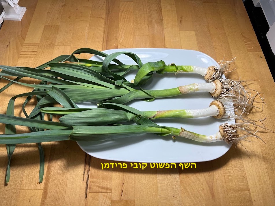 גידול כרישה באדנית משורש של כרישה