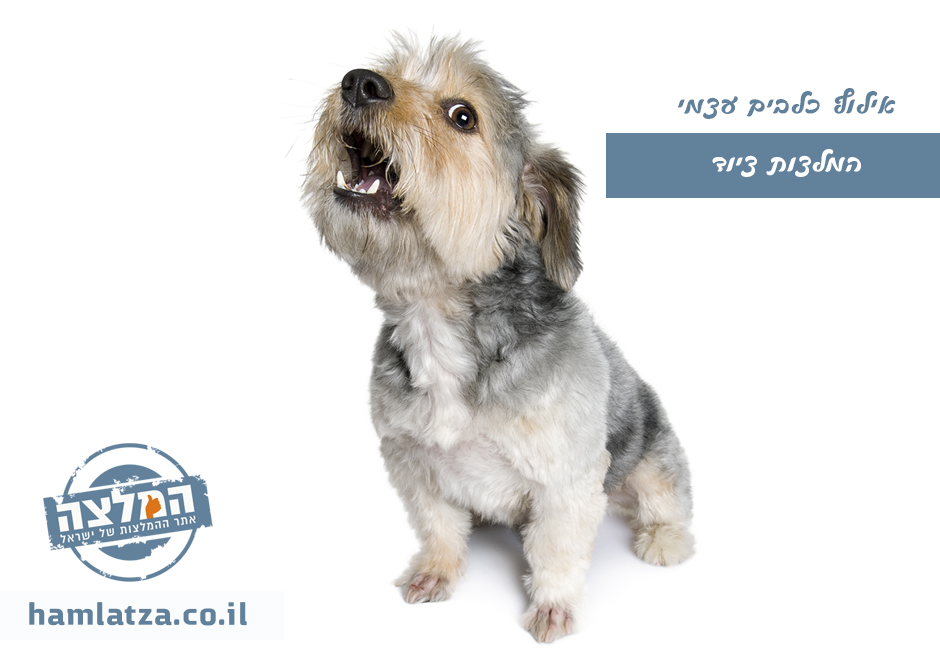 ציוד אילוף לכלבים