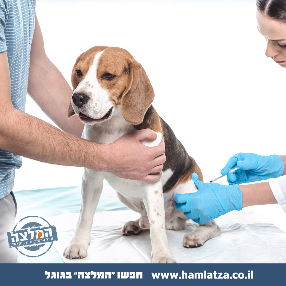 חיסונים לכלב שלא מומלץ לפספס