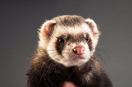 חמוס כחיית מחמד חמוס כחיית מחמד