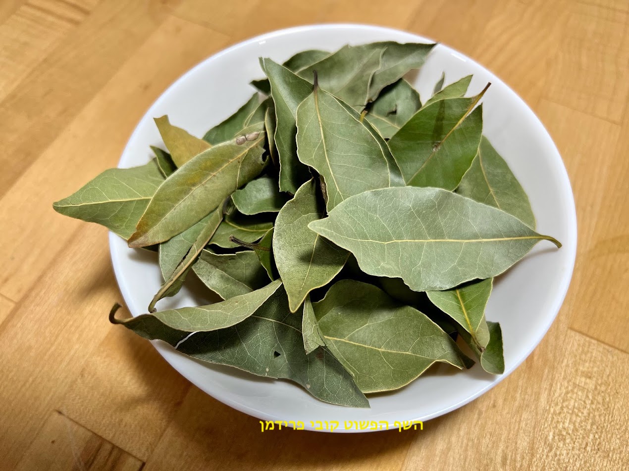 יבוש עלי דפנה