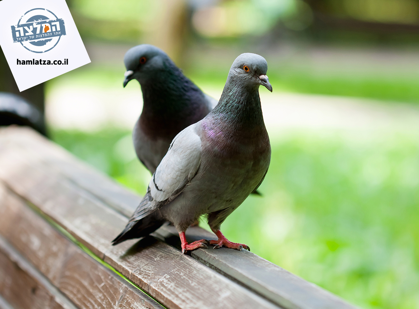 טיפים להרחקת יונים