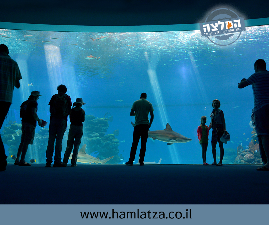 המצפה התת ימי באילת - אטרקציה לילדים