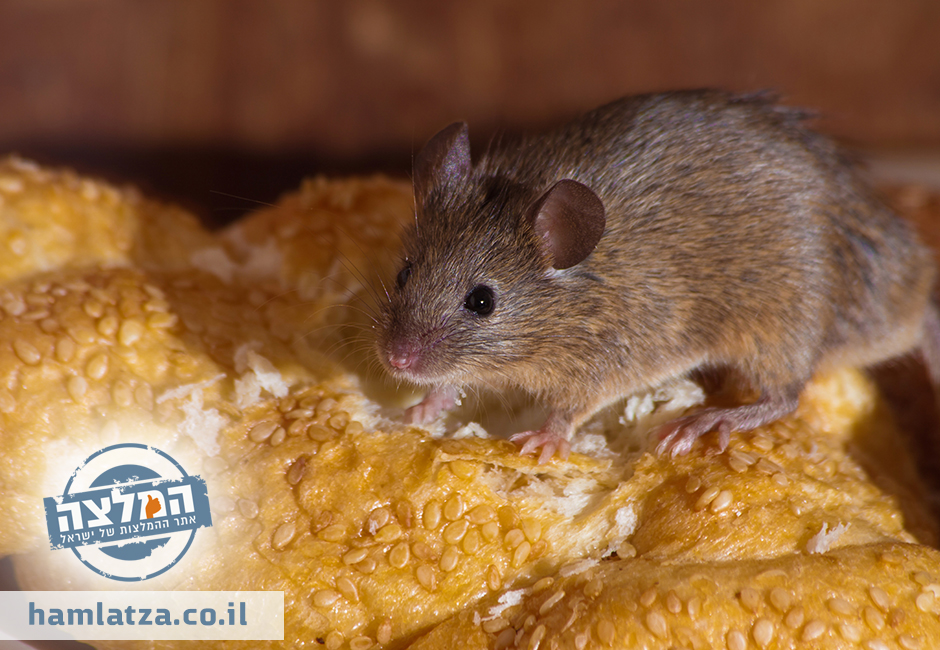 עכבר בבית