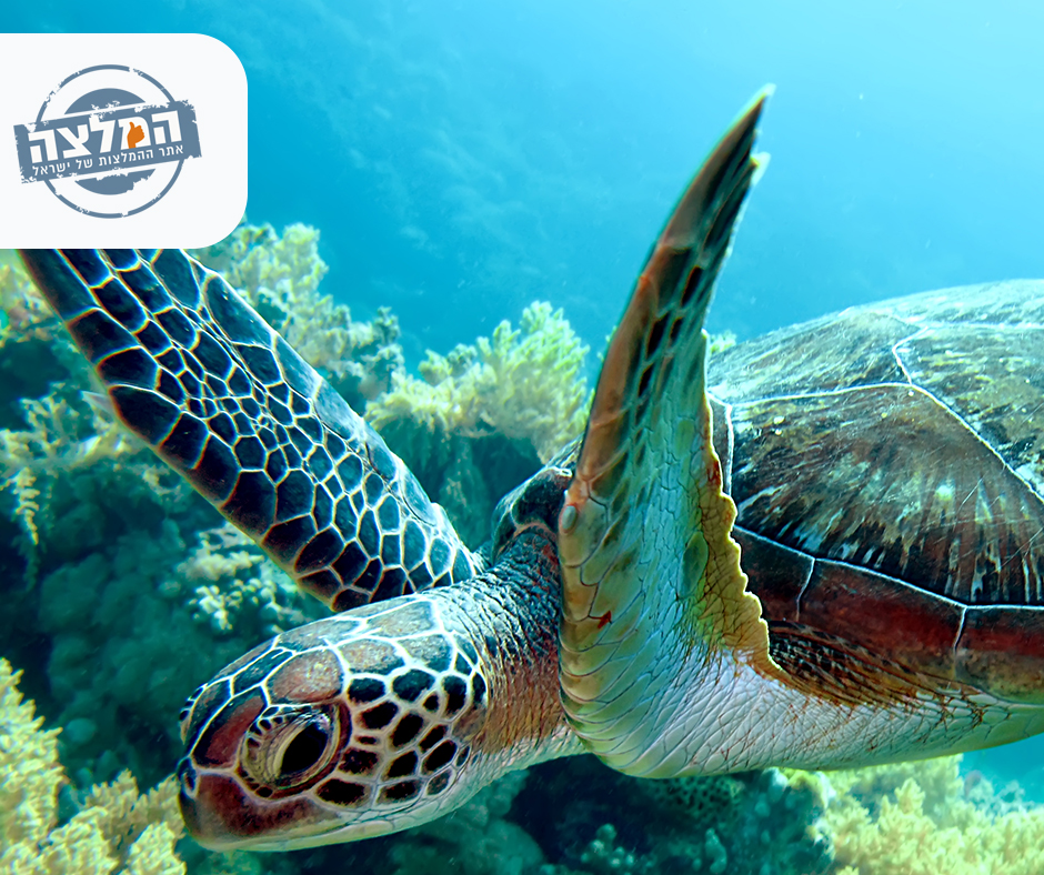 המרכז להצלת צבי ים במכמורת