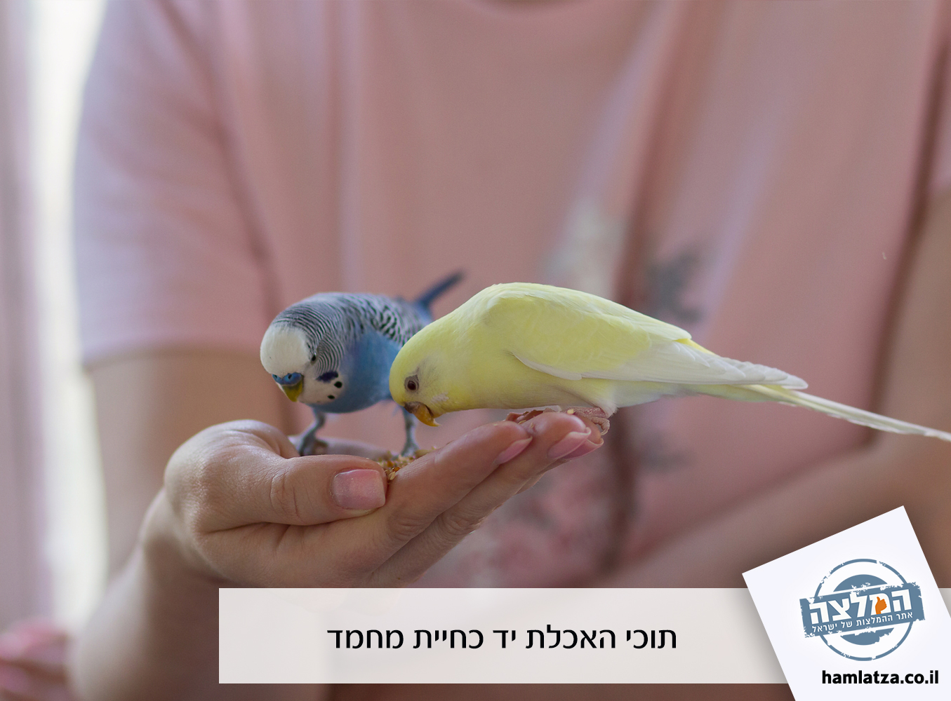 תוכי האכלת יד כחיית מחמד