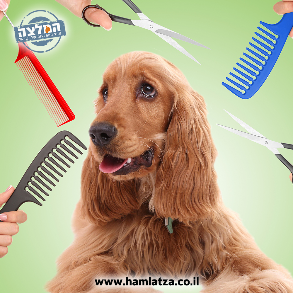 Dogs and grooming