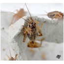 הצרצריה - מכירת צרצרים מזון חי לזוחלים